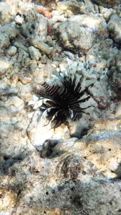 Sport & Freizeit Summer Island Maldives