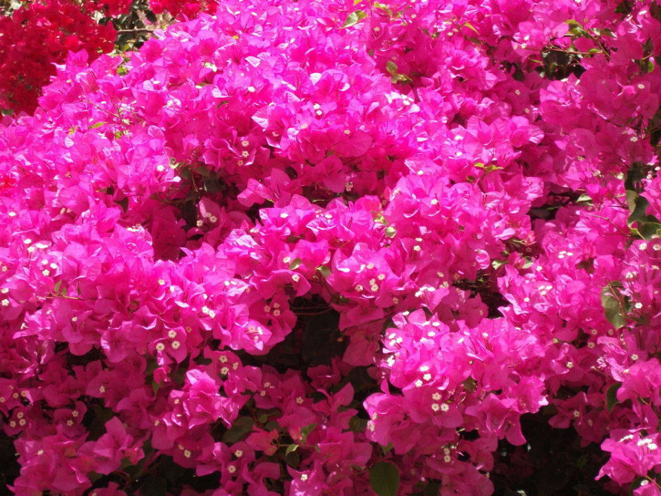 Hotel Corali Club Dahab Lagoon Club & Resort