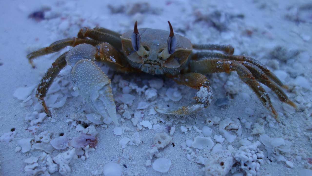 Krebs ananea Diamonds Athuruga