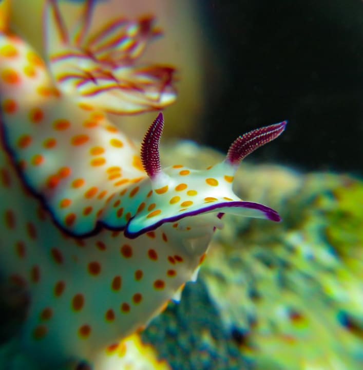 Sport & Freizeit Cleopatra Luxury Beach Resort Makadi Bay - Adults only