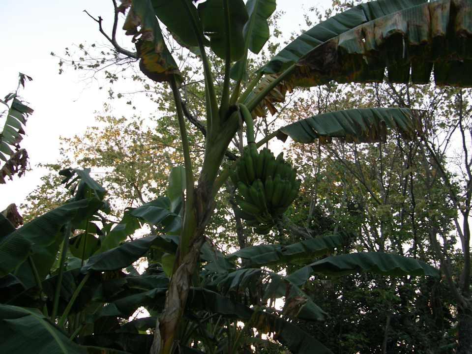 Bananowiec Sandos Playacar Beach Resort