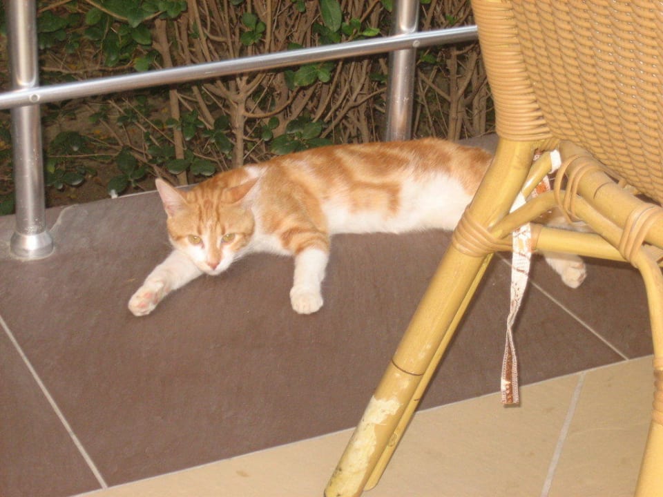 Bitte Füttern! Hotel Orfeus Park