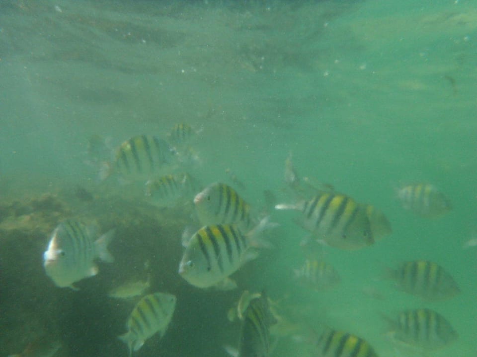 Damit es nicht langweilig wird  Bahia Principe Grand El Portillo