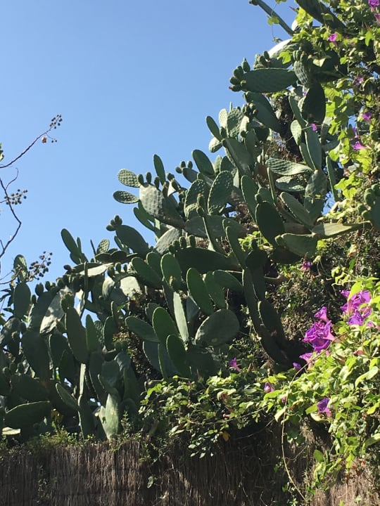 Gartenanlage R2 Lago Playa Park