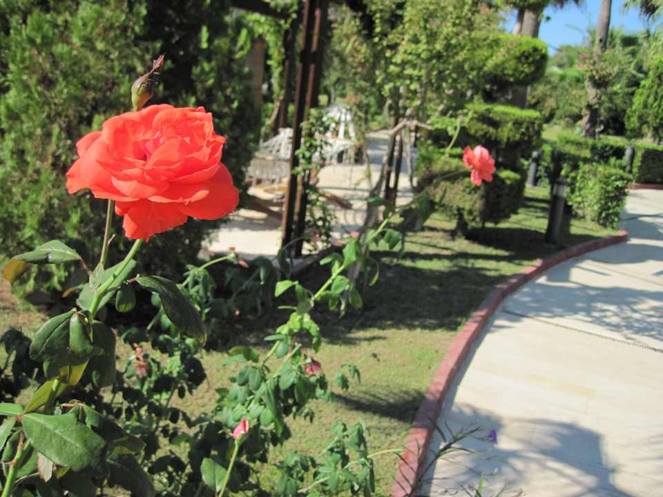 Immer grün Saphir Resort & Spa