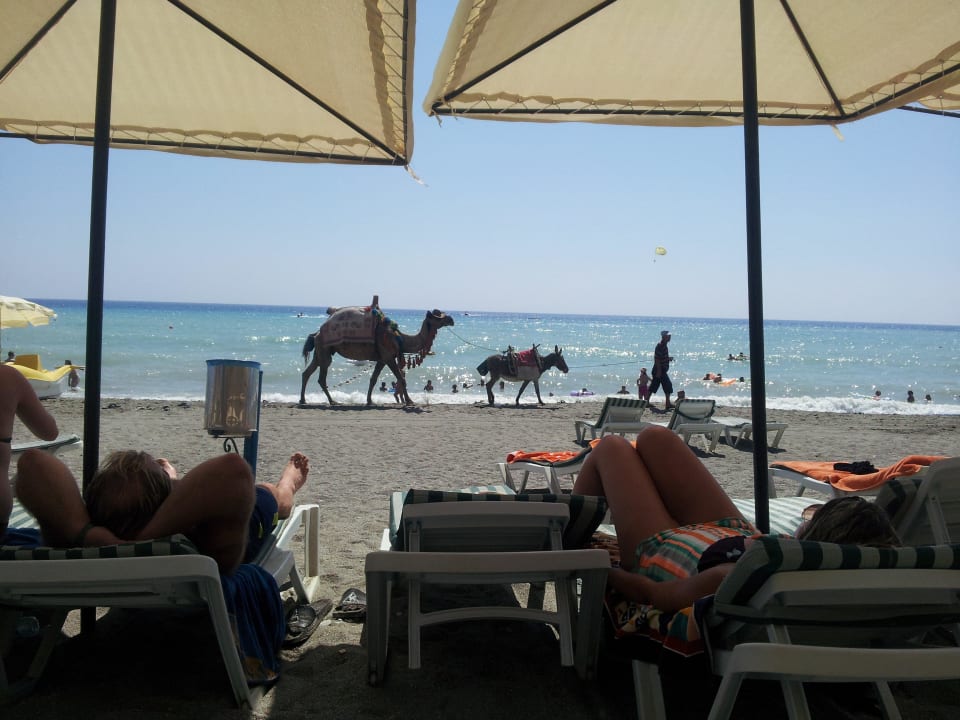 Auf diesen Tierchen konnte man reiten am Strand Hotel Club Paradiso