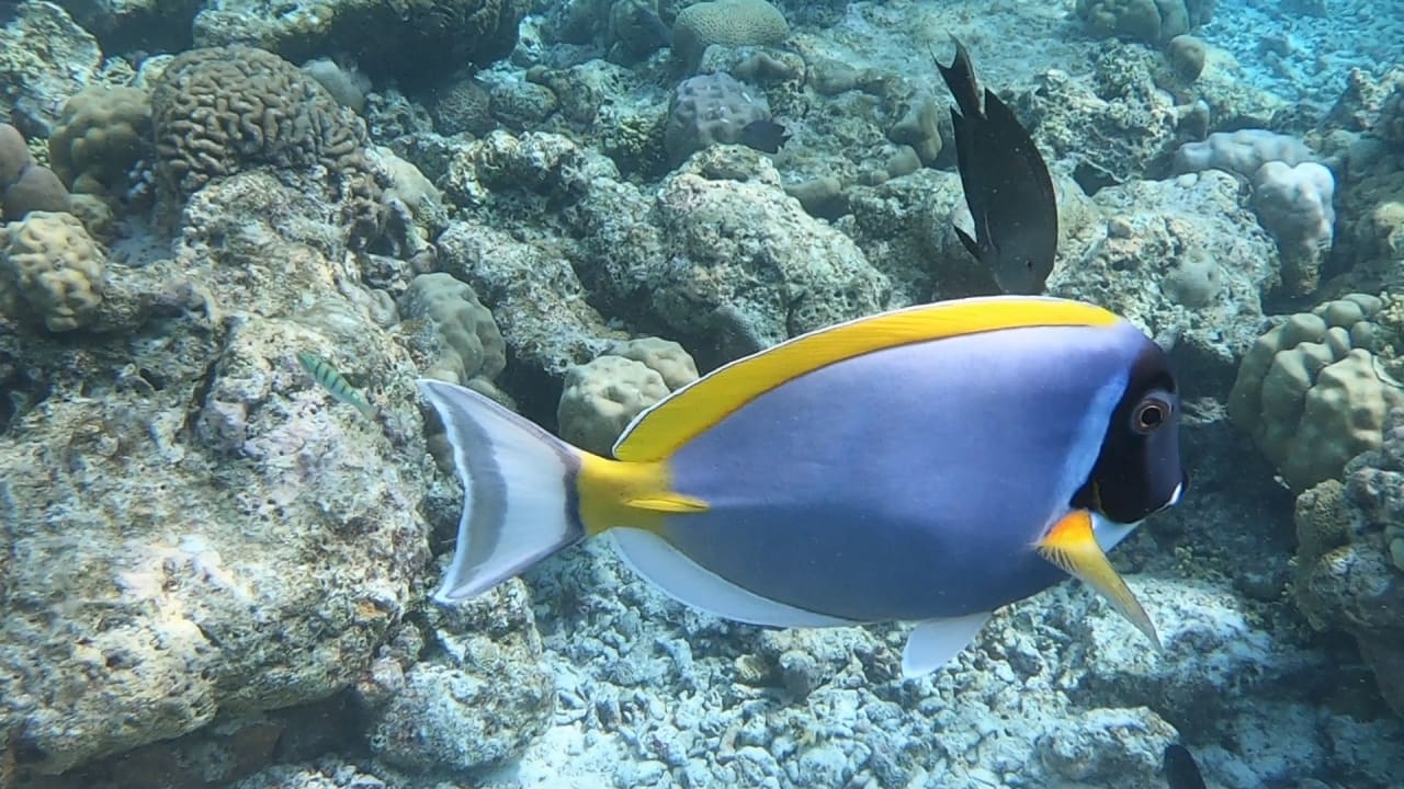 Sport & Freizeit NH Collection Maldives Reethi Resort