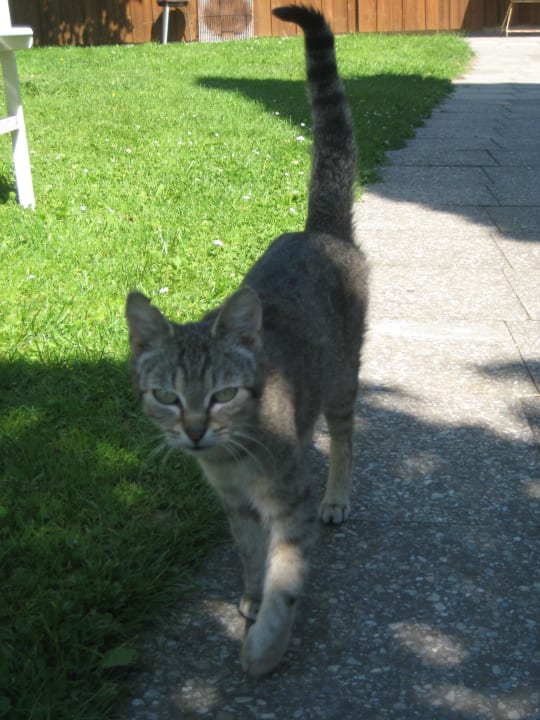 Süsse Katze auf dem Hof Bauernhof Hofbauer