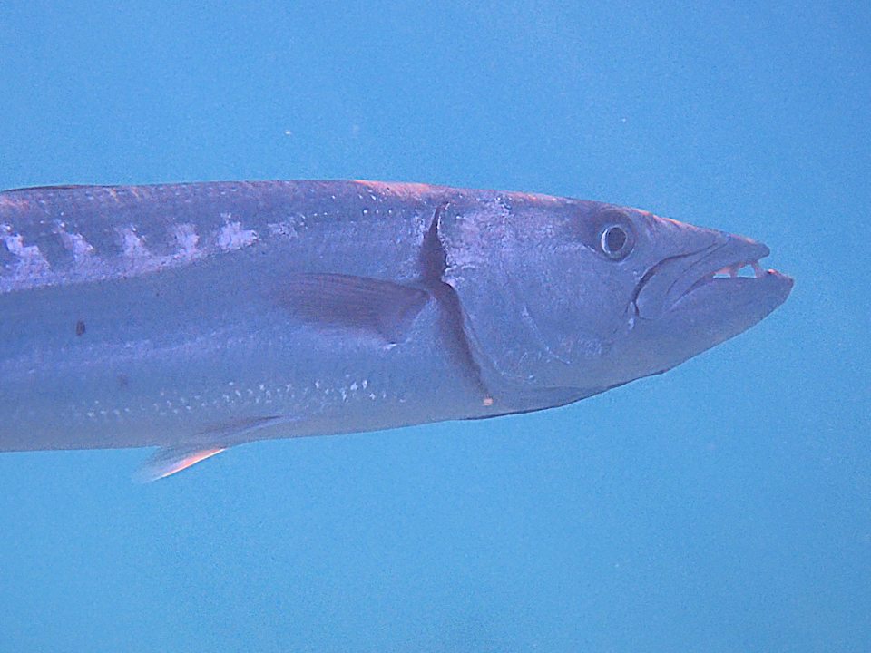 Pool Shams Alam Beach Resort