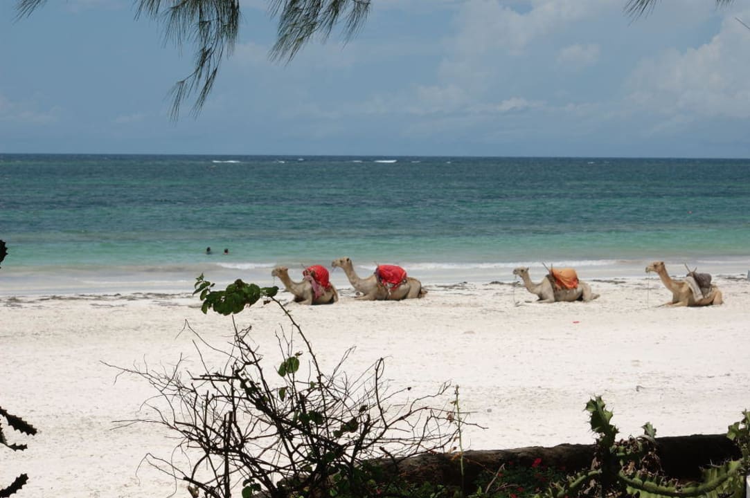 Karawane ist müde  Hotel Papillon Lagoon Reef