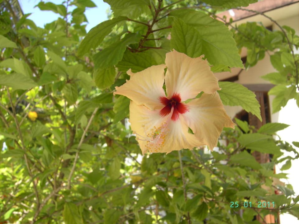 Nochmals Hibiskusblüte Kuramathi Maldives