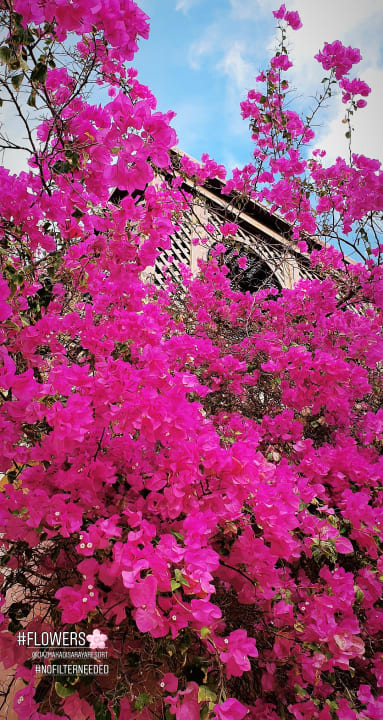 Gartenanlage Jaz Makadi Saraya Resort