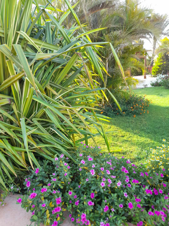 Gartenanlage Hotel Gorgonia Beach Resort
