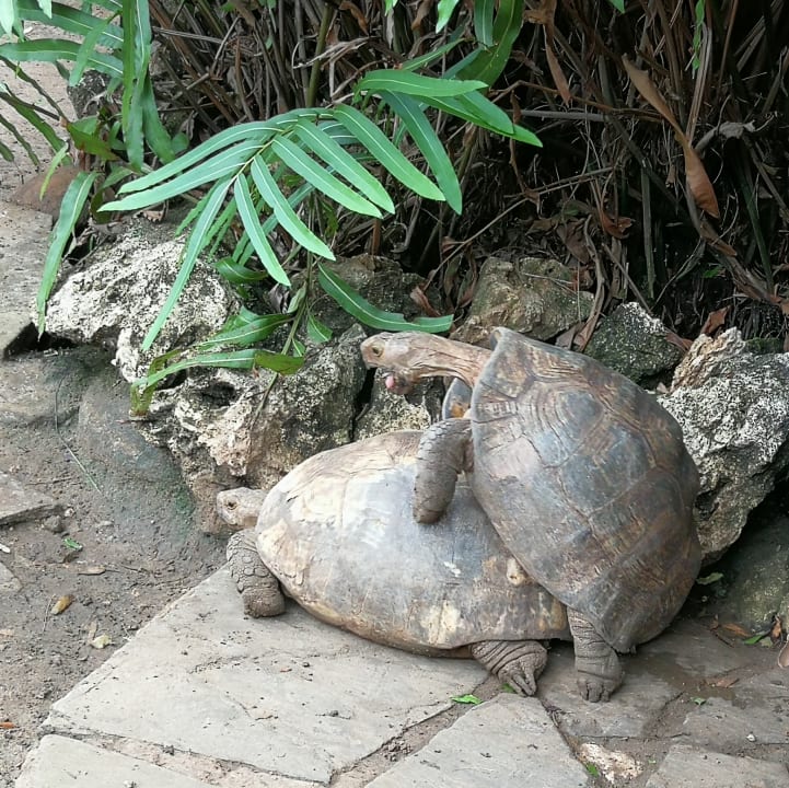 Gartenanlage Bahari Beach Hotel