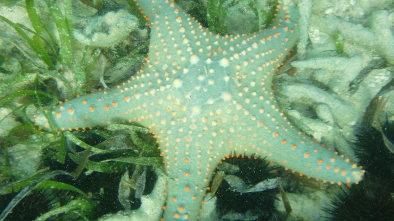 Unterwasser Diani Sea Resort