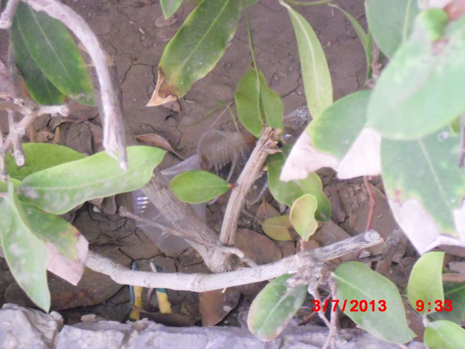 Dieser Becher lag ganze 8 Tage da Sunny Days Palma De Mirette Resort & Spa