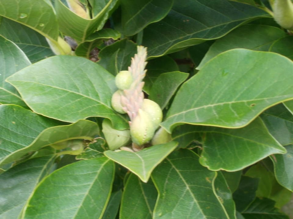 Was da so wächst Hotel Schloss Herrenstein
