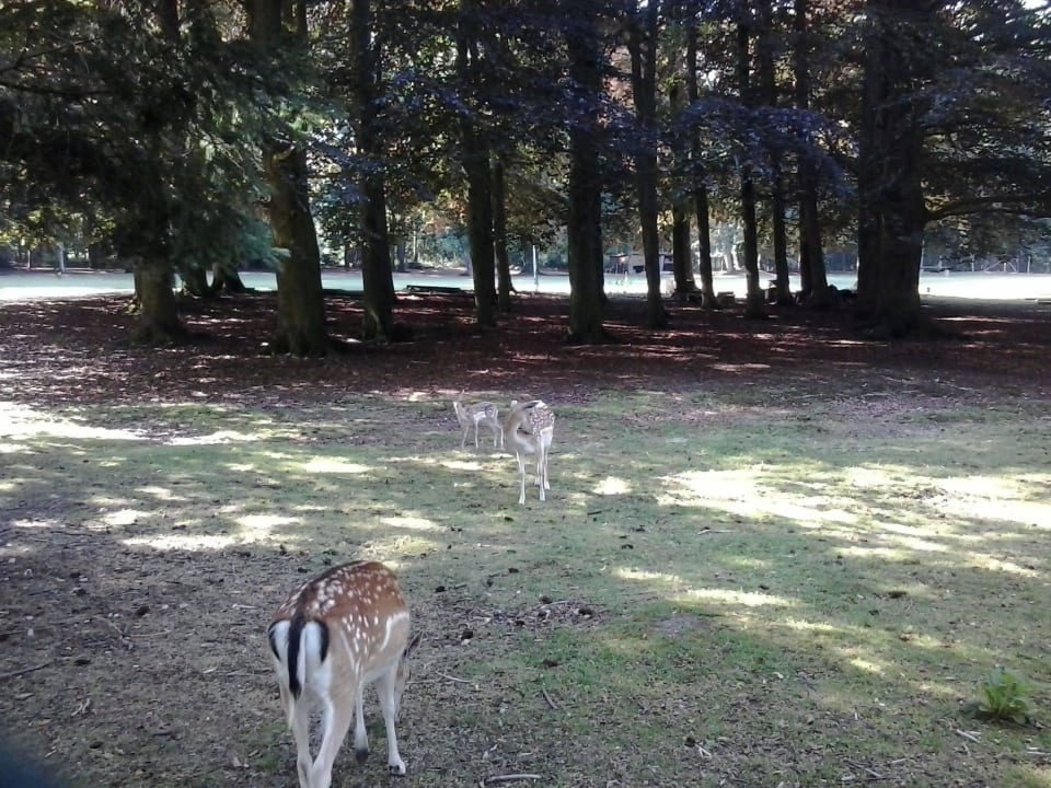 Sehr zutrauliche Rehe Hotel Landgoed, Jachtslot de Mookerheide