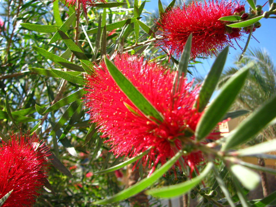 Hotel Stella Makadi Gardens Stella Garden Resort & Spa, Makadi Bay