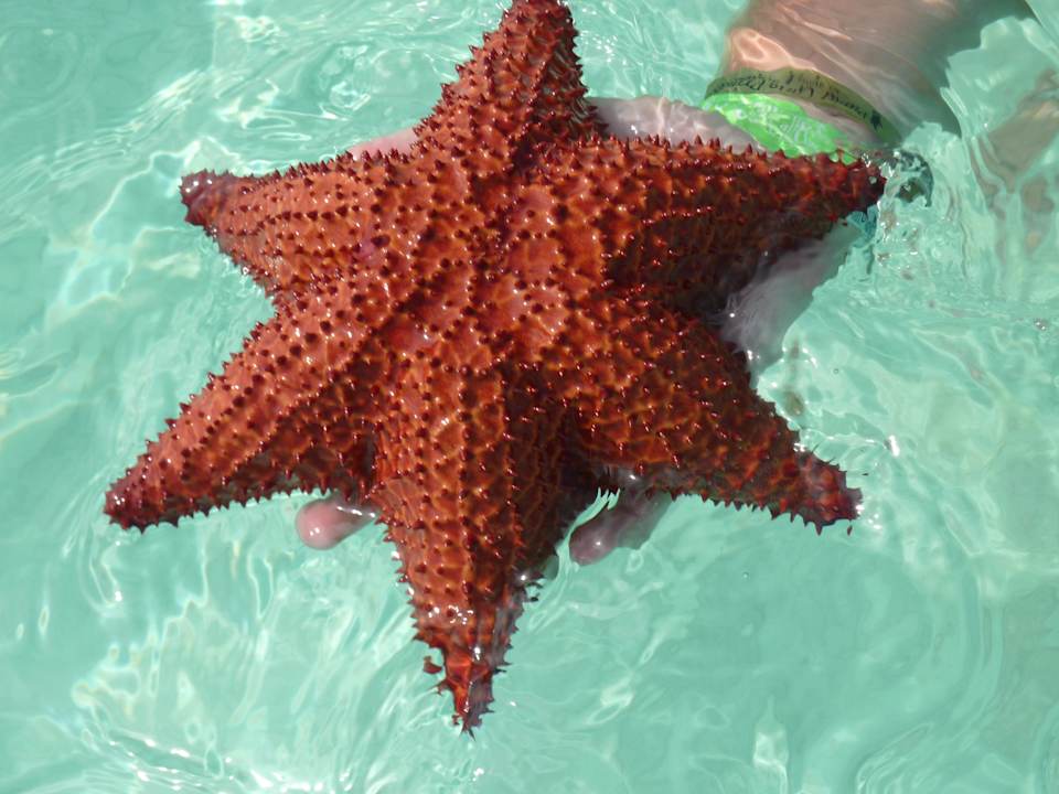 Insel Saona Ausflug Punta Cana Princess All Suites Resort & Spa