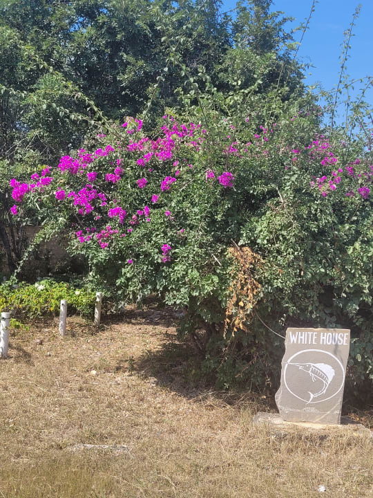 Gartenanlage Hotel Diani Sea Lodge