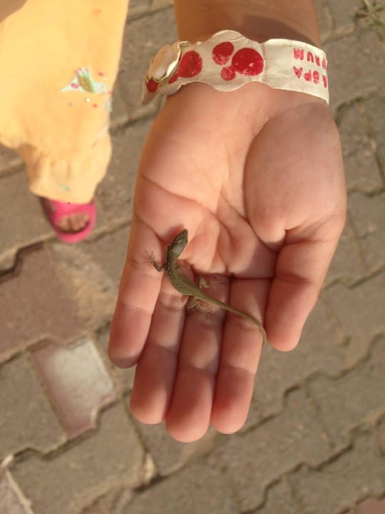 Большая удача  Crystal Paraiso Aqua Collection