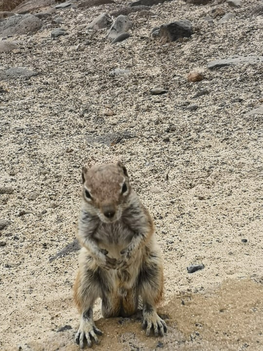 Sonstiges Iberostar Waves Gaviotas Park