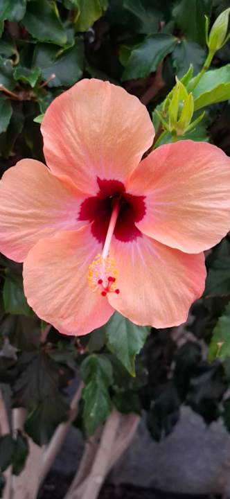 Gartenanlage allsun Hotel Los Hibiscos
