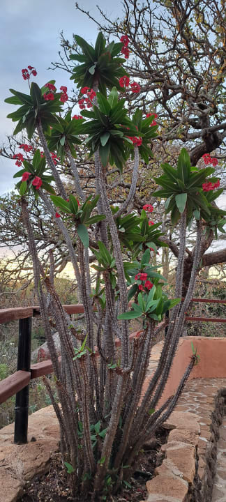 Gartenanlage Hotel Amboseli Sopa Lodge