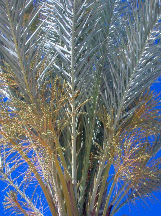 Palme am Pool Hotel El Mouradi Djerba Menzel