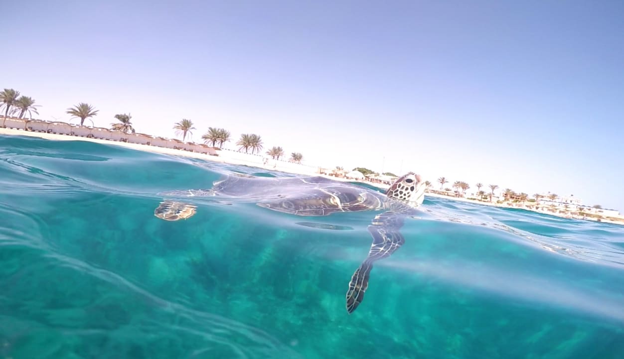 Sport & Freizeit Coral Sun Beach