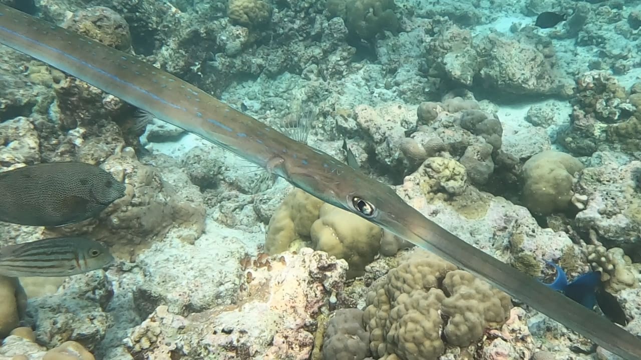 Sport & Freizeit NH Collection Maldives Reethi Resort