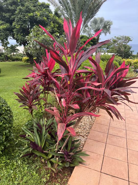Gartenanlage Hotel Riu Palace Zanzibar