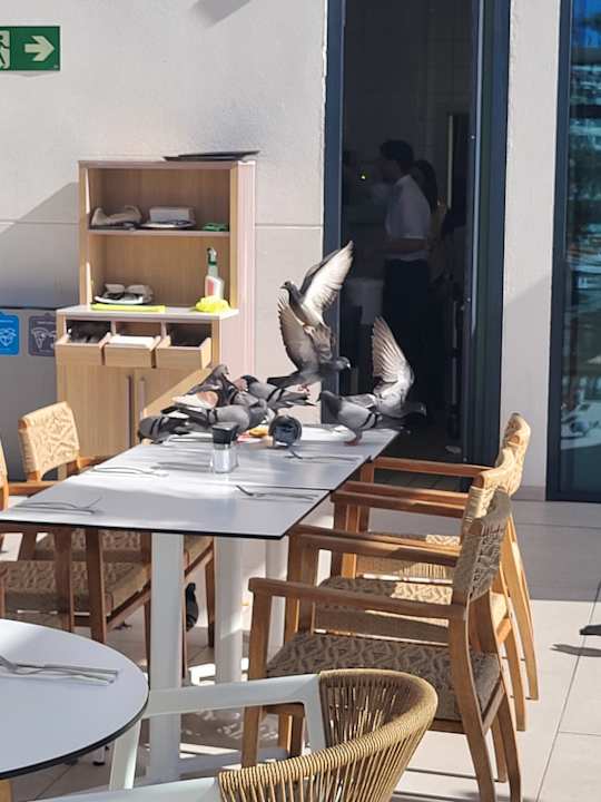 Gastro Servatur Puerto Azul