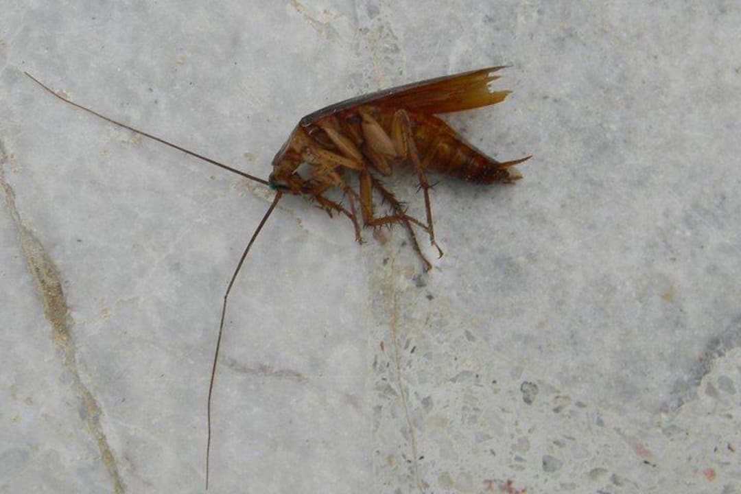 Auch diese wurden im Garten gesichtet! The Grand Hotel Hurghada