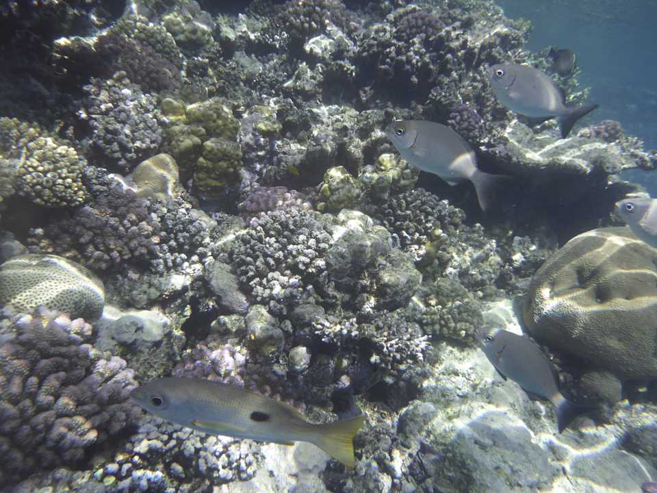 Sonstiges Sentido Reef Oasis Suakin