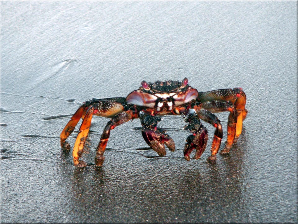 Meereskrebs,Schwimmkrabbe ( lat.Portunusholsatus ) Hapimag Resort San Agustín