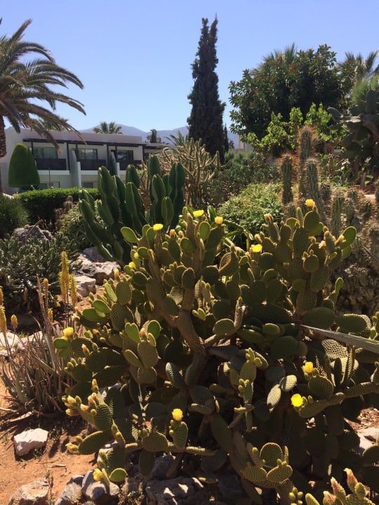 Gartenanlage Phãea Cretan Malia