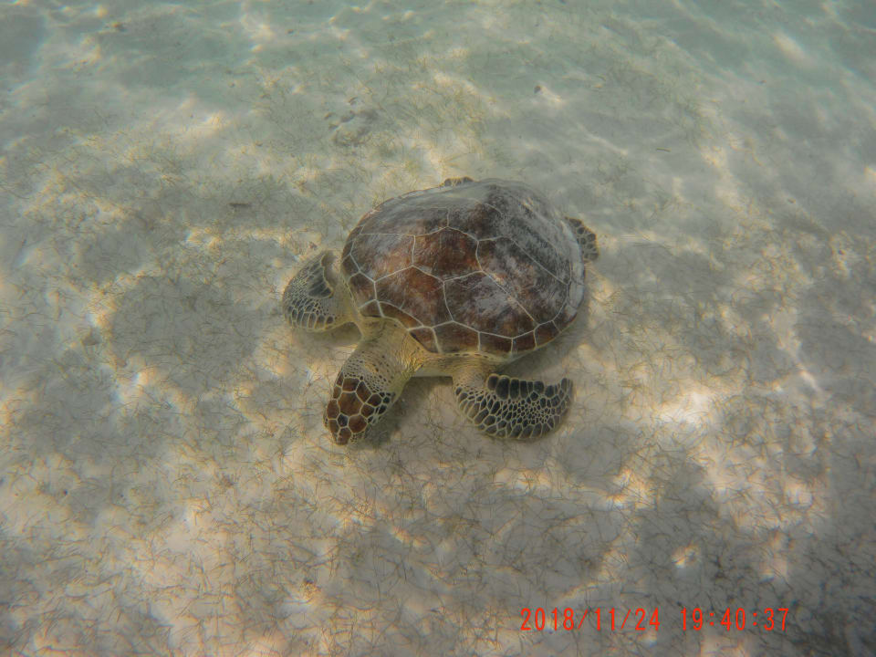 Strand Akumal Bay Beach & Wellness Resort