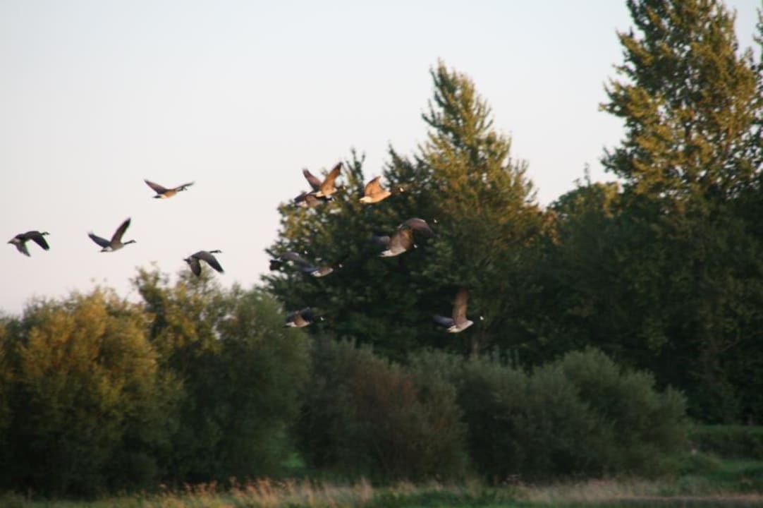 Gänse über Lehbekwiese Ferienhof Lehbekwiese