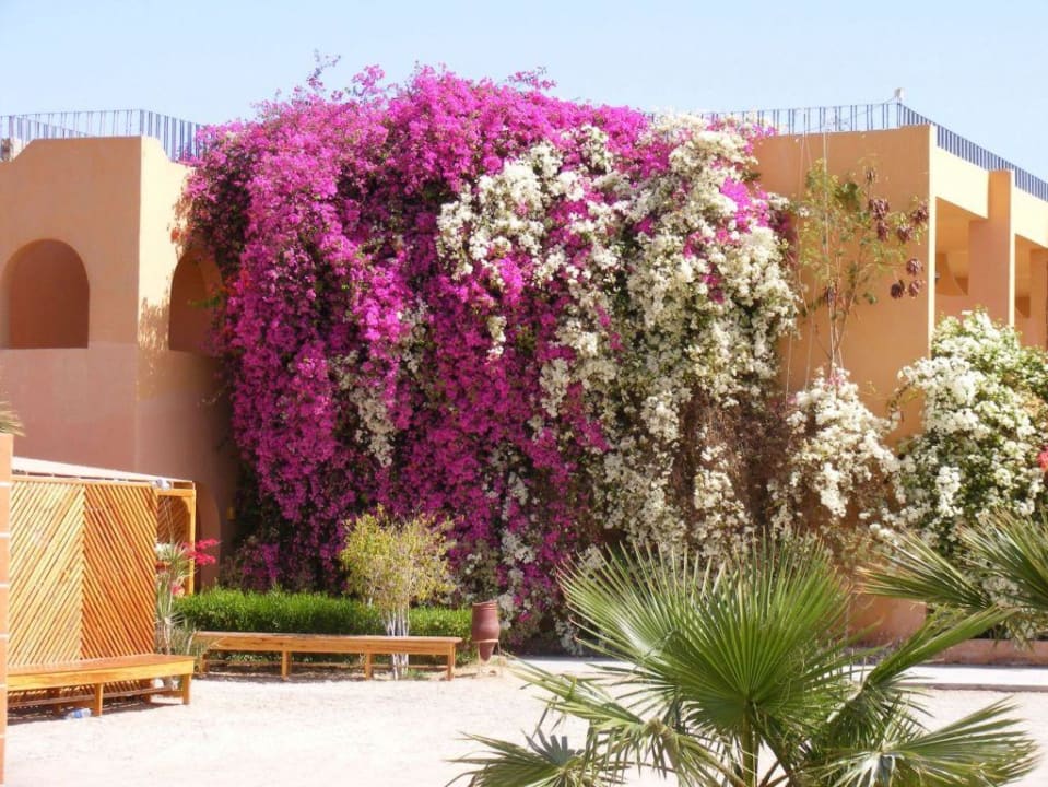 Blütenpracht Giftun Azur Resort