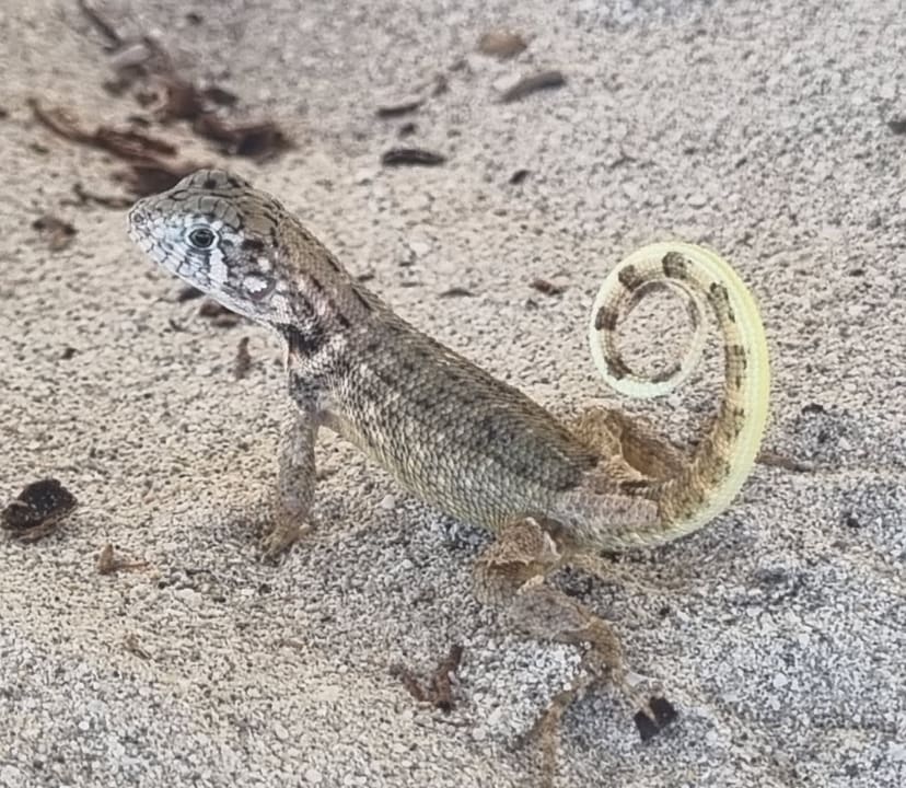 Strand Paradisus Varadero Resort & Spa