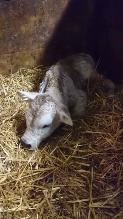 Kälbchen Beim Gruber - Urlaub auf dem Bauernhof