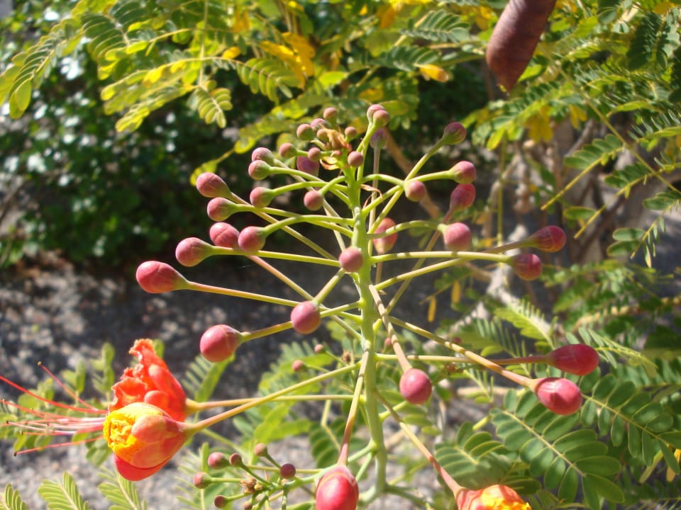 Pflanze vor Terrasse Bungalows Cordial Sandy Golf