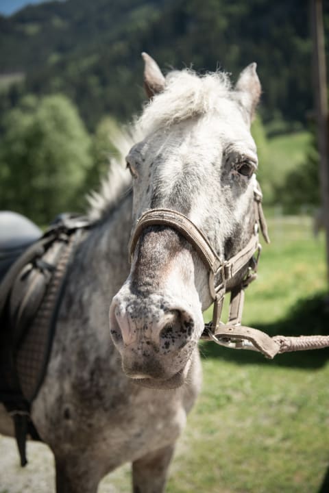 Sonstiges Hotel Auhof