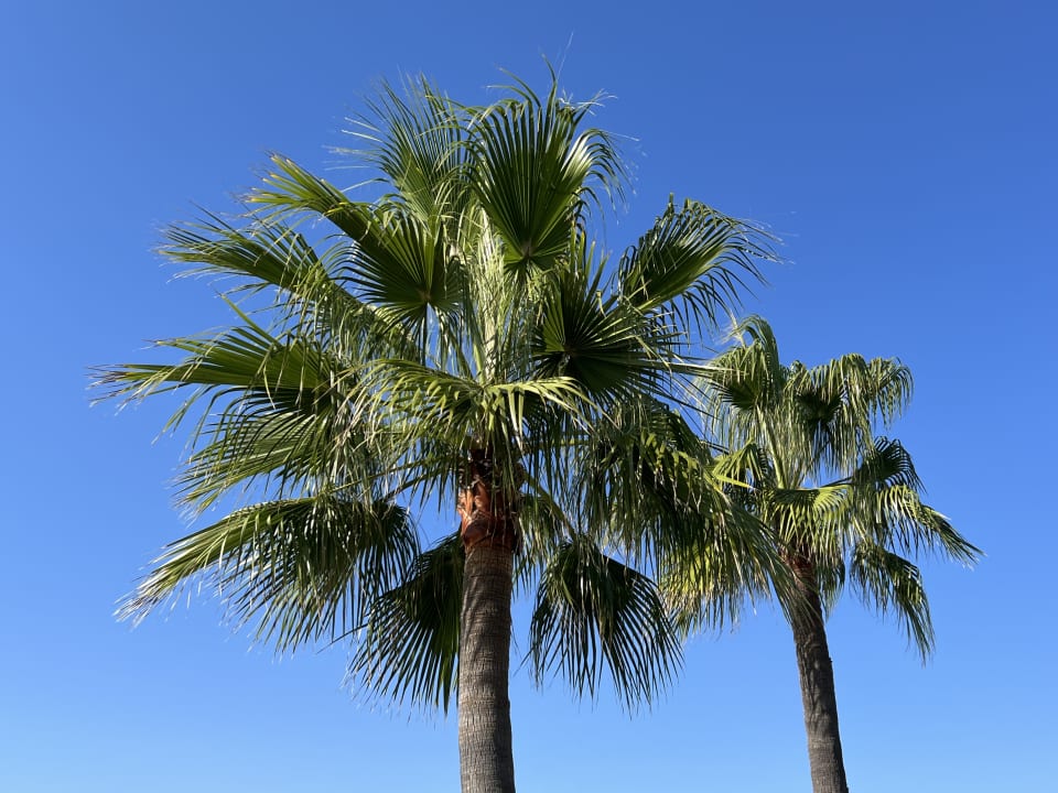 Gartenanlage Hipotels Playa la Barrosa