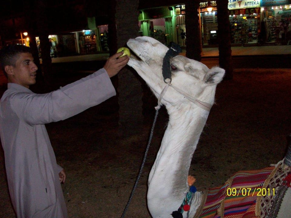 Kamel The Grand Hotel Hurghada