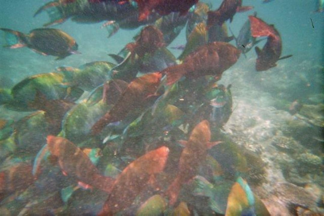 Schnorcheln Kuramathi Maldives