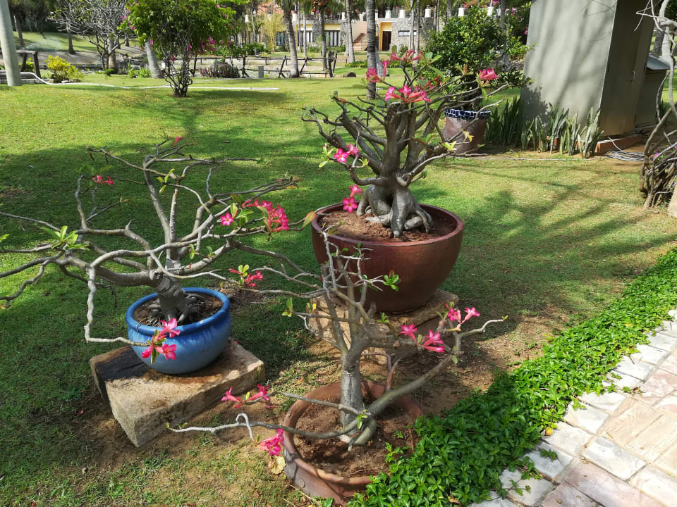 Gepflegte Grünanlagen Pandanus Resort