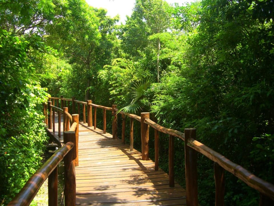 Holzstege durch den Dschungel Grand Palladium Kantenah Resort & Spa